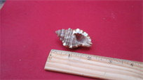 Beatiful small shell, 2" large